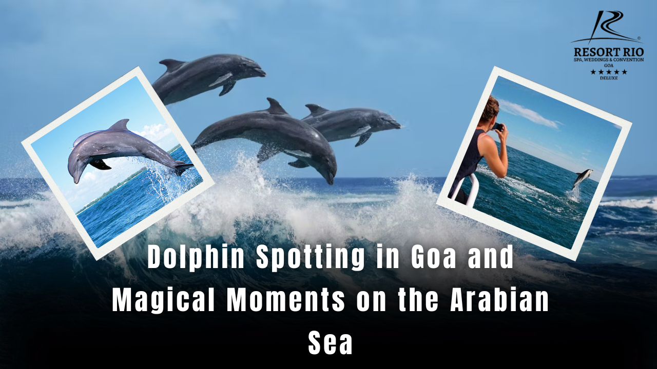 Dolphin Spotting in Goa